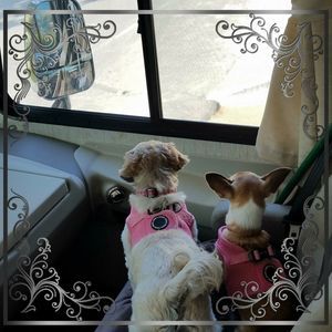 Meet your Posher, Annette n mark